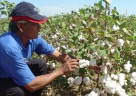 agricultores-algodoneros-santa